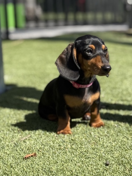 Zoey