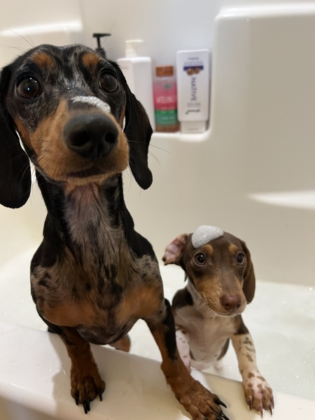 Gus and Rex