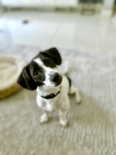 Rufus fka Elmo