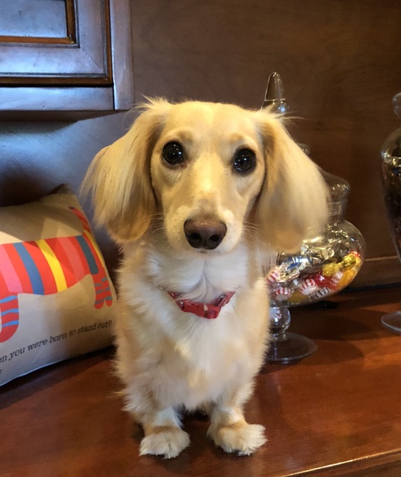 Sophia 