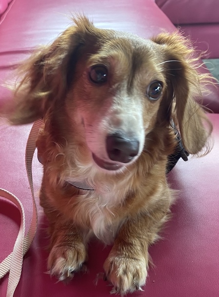 Stella