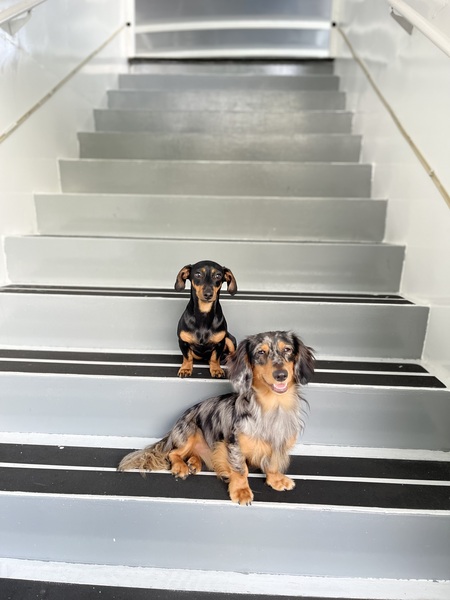 Entry image for Meatball and Duke. Clicking this image will show a larger photo