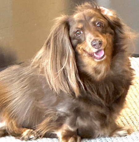 Entry image for Coco. Clicking this image will show a larger photo