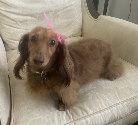 Entry image for Maisie. Clicking this image will show a larger photo