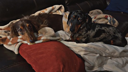 Entry image for Geronimo and Sancho. Clicking this image will show a larger photo