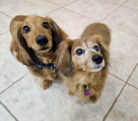 Entry image for Cooper and Daisy . Clicking this image will show a larger photo