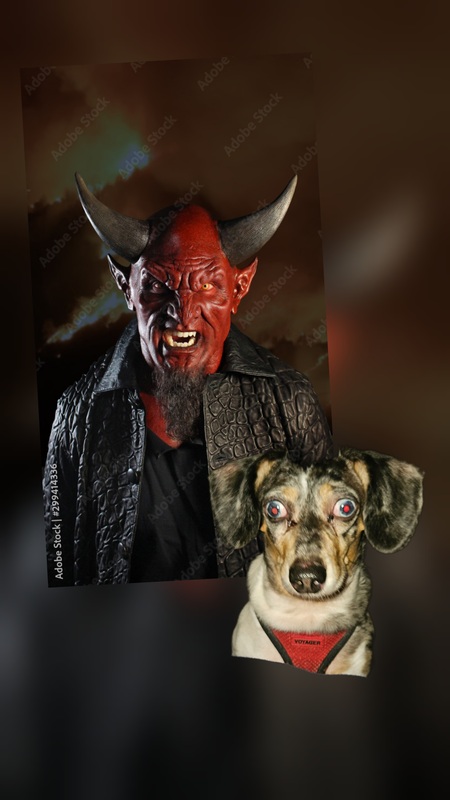 Entry image for Buster AKA Satan. Clicking this image will show a larger photo