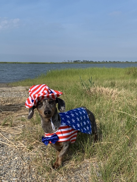 Entry image for Rocky. Clicking this image will show a larger photo