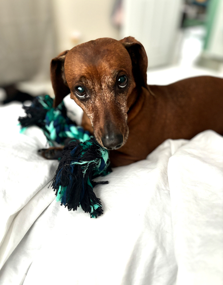 Entry image for Nahla . Clicking this image will show a larger photo
