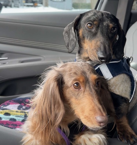 Entry image for Daisy and Franklin. Clicking this image will show a larger photo