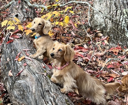 Entry image for Zoey and Beau. Clicking this image will show a larger photo