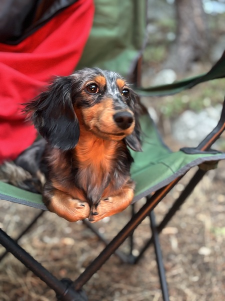 Entry image for Pepper . Clicking this image will show a larger photo