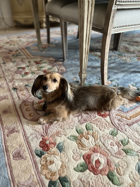 Entry image for Daisy . Clicking this image will show a larger photo
