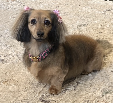 Entry image for Lucy. Clicking this image will show a larger photo