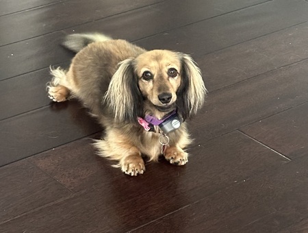 Entry image for Lucy . Clicking this image will show a larger photo