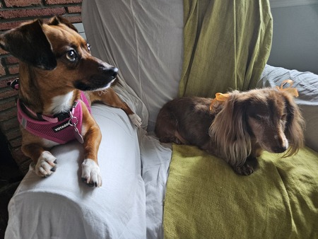 Entry image for Socks and Olivia. Clicking this image will show a larger photo
