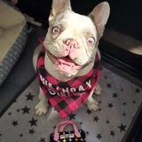 Entry image for Stella