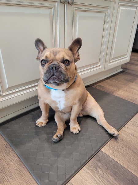 Entry image for Wilbur. Clicking this image will show a larger photo