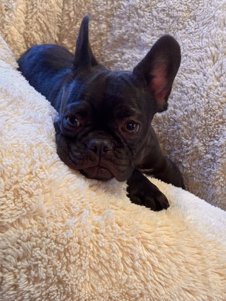 Entry image for ROO. Clicking this image will show a larger photo