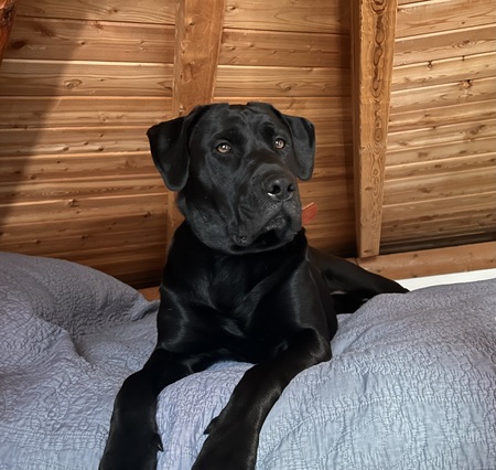 Entry image for BOONE. Clicking this image will show a larger photo