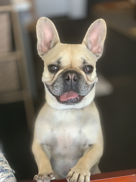 Entry image for Harley. Clicking this image will show a larger photo