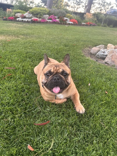 Entry image for Beaumont. Clicking this image will show a larger photo