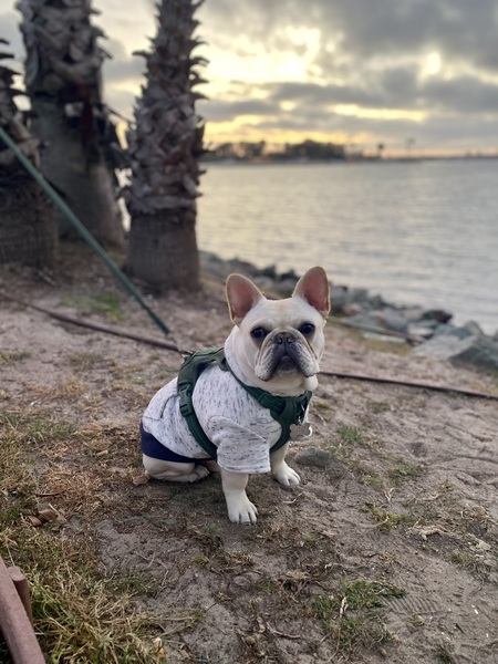 Entry image for Finn. Clicking this image will show a larger photo