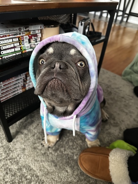 Entry image for MATCHA. Clicking this image will show a larger photo