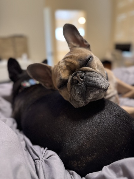 Entry image for Bella and Mel. Clicking this image will show a larger photo