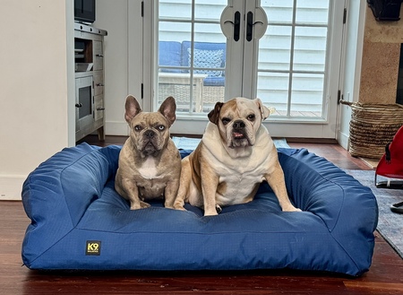 Entry image for Pebbles and Jinger . Clicking this image will show a larger photo