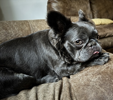 Entry image for Boo. Clicking this image will show a larger photo