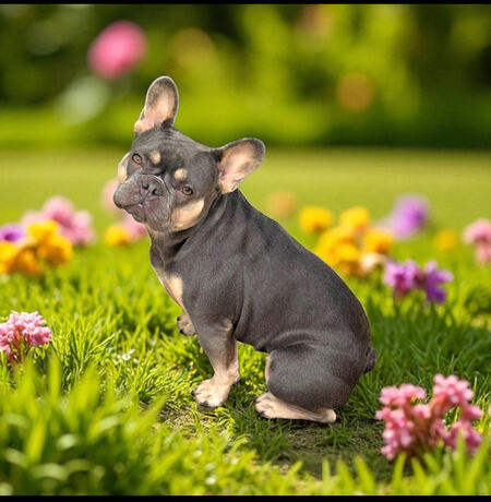 Entry image for Sandy. Clicking this image will show a larger photo