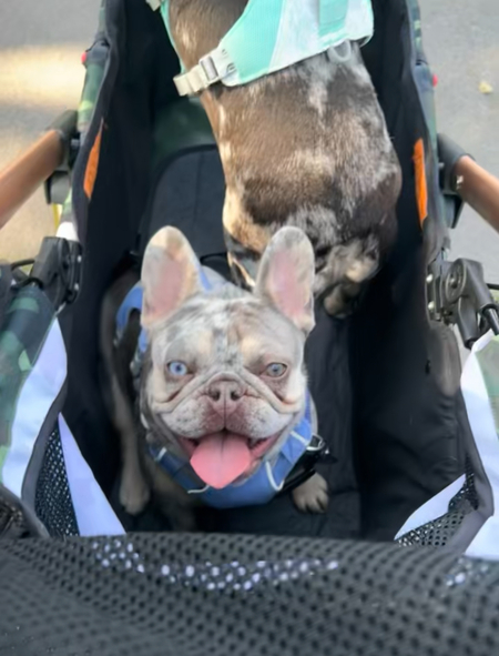 Entry image for Sloane. Clicking this image will show a larger photo