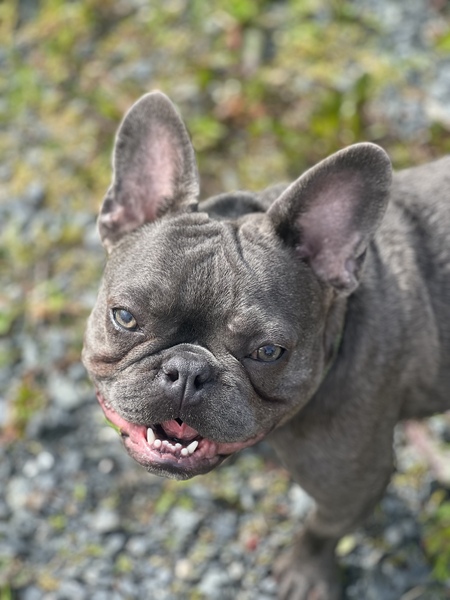 Entry image for Weston. Clicking this image will show a larger photo