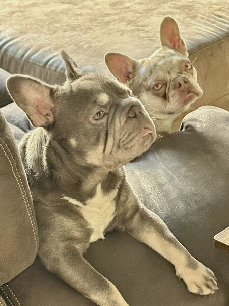 Entry image for Kimo and Gigi. Clicking this image will show a larger photo