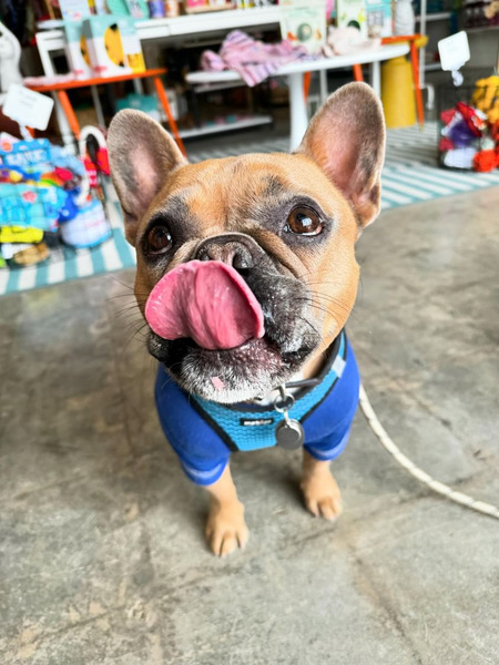 Buddy