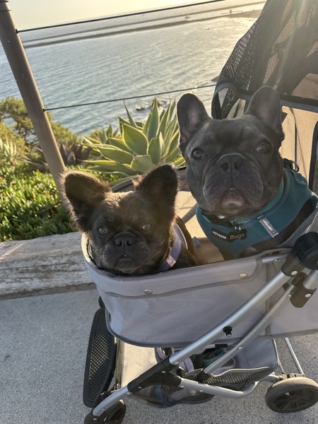 Entry image for Bugs & Pixie. Clicking this image will show a larger photo