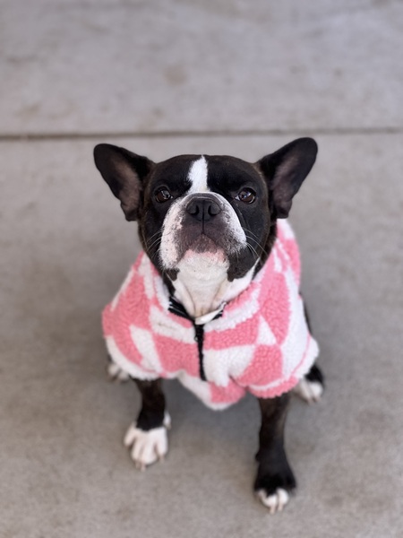 Entry image for Stella. Clicking this image will show a larger photo