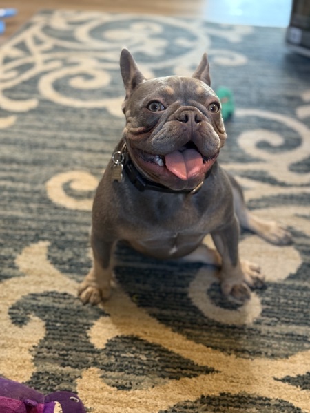 Entry image for Henry. Clicking this image will show a larger photo