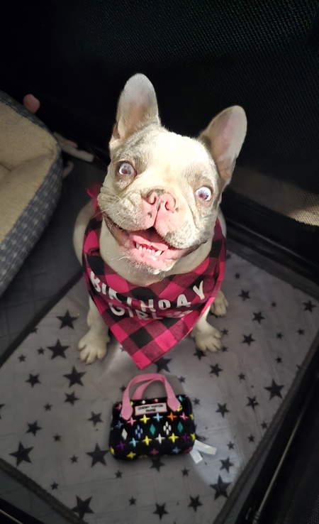 Entry image for Stella. Clicking this image will show a larger photo