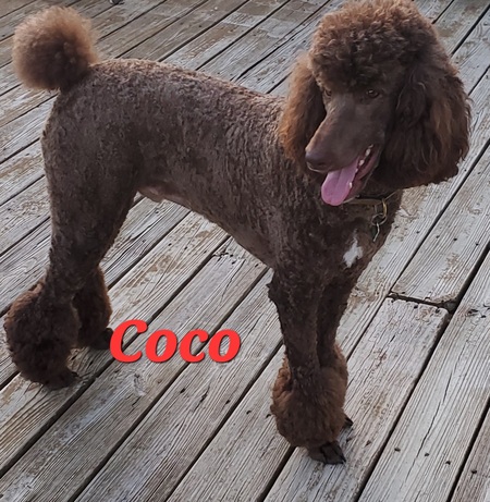 Coco 