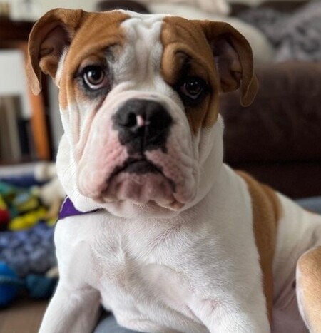 Bruno