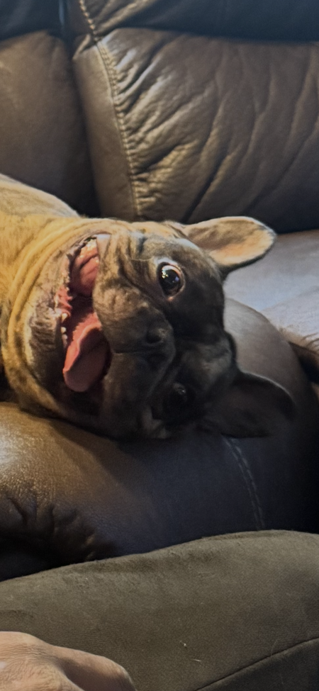Hank