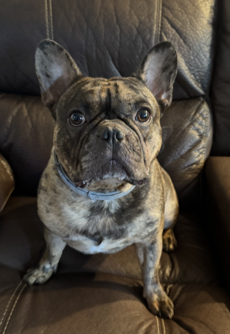 Hank