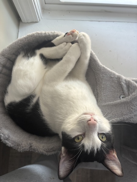 Kiwi