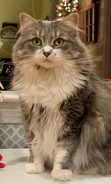 Piper