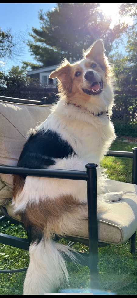 Juno (aka Junebug)