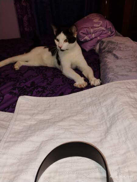 Mistoffelees