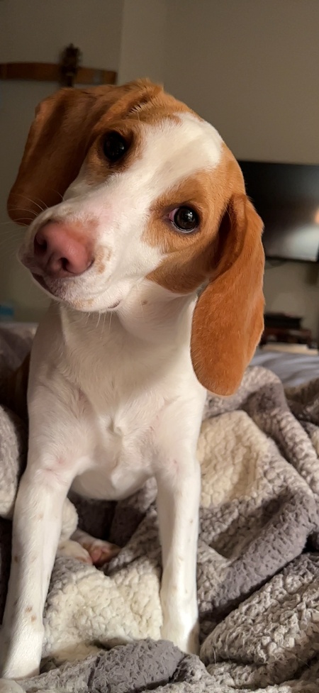 Daisy