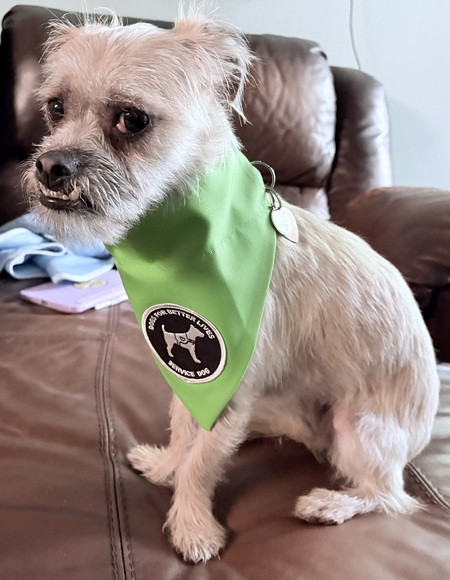 Entry image for Romeo. Clicking this image will show a larger photo
